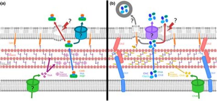 A holin/peptidoglycan hydrolase-dependent protein secretion system - ePrints