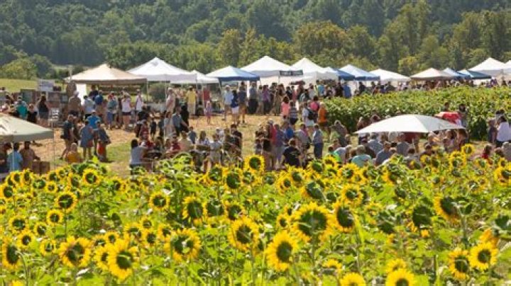 Beaver Dam Farm Sunflower Festival