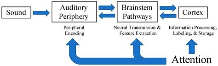Hierarchical auditory processing directed rostrally along the monkey’s supratemporal plane - ePrints
