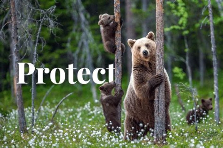 Innovative Approaches to Wildlife Protection and Conservation