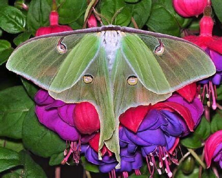 Moth Photographers Group – Actias luna – 7758