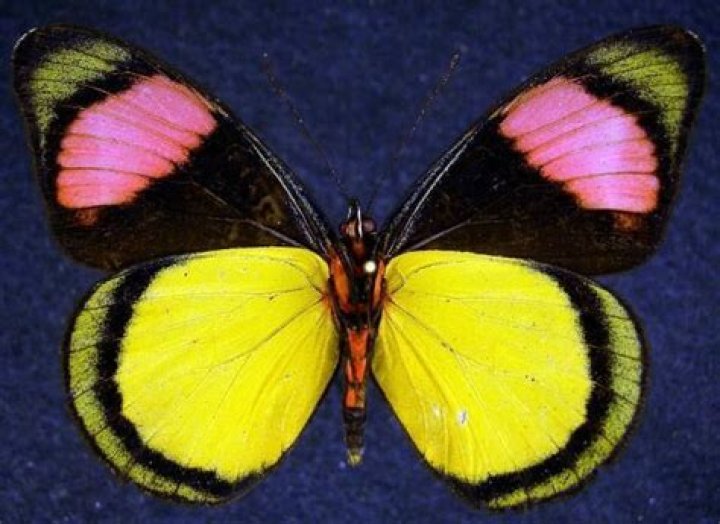 Moth Photographers Group -- Butterflies of Peru by Jim Vargo