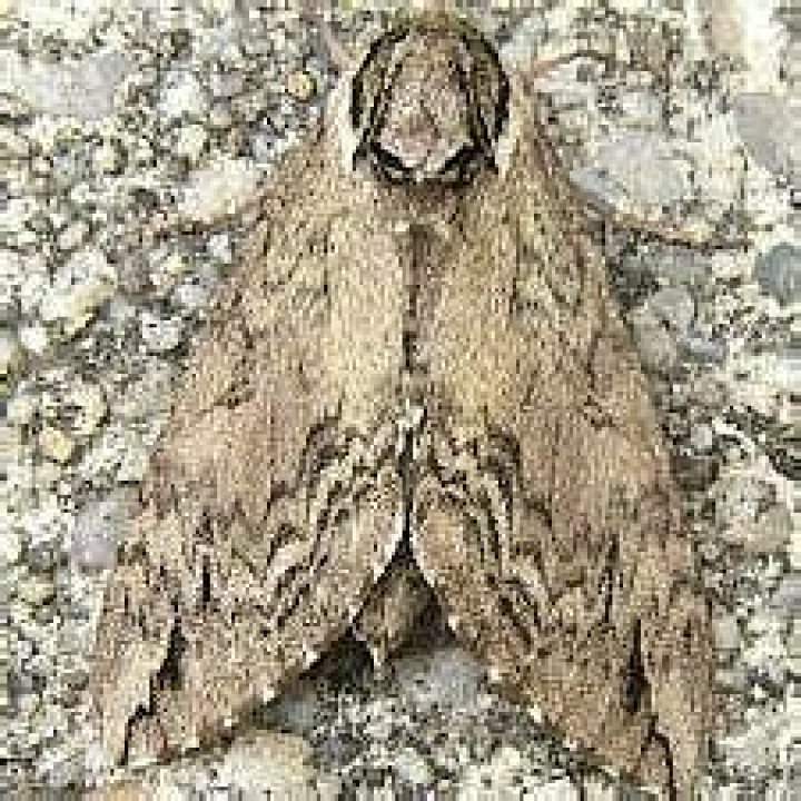 Moth Photographers Group – Ceratomia catalpae – 7789