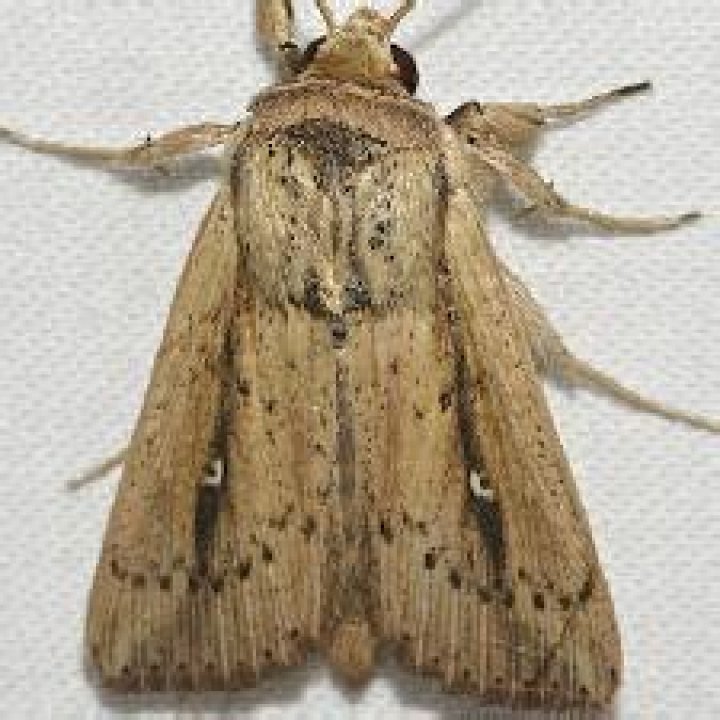 Moth Photographers Group – Leucania incognita – 10450