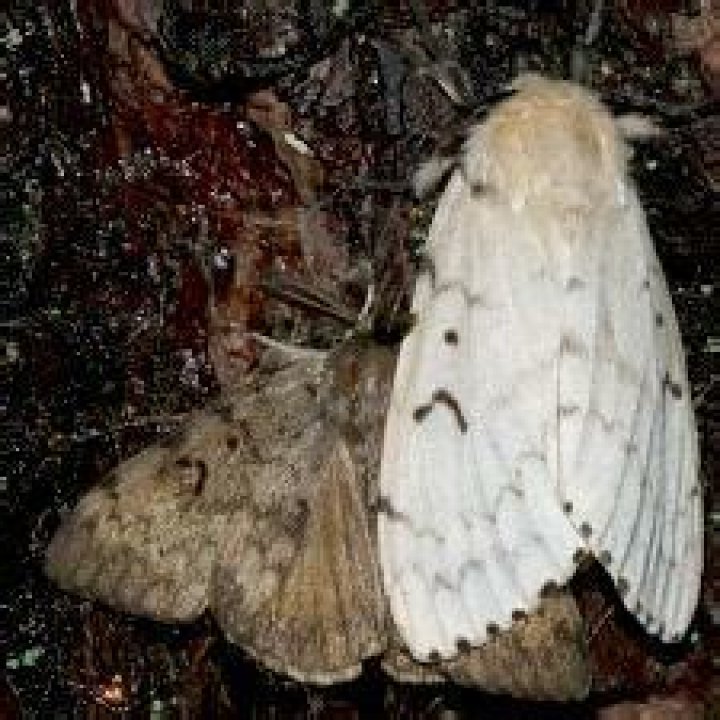 Moth Photographers Group – Lymantria dispar – 8318