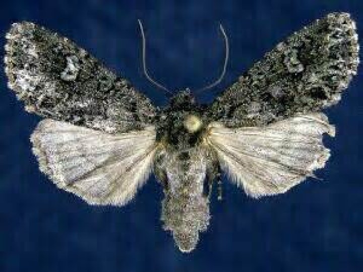 Moth Photographers Group – Melanchra adjuncta – 10292