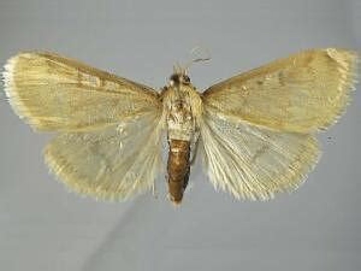Moth Photographers Group – Ostrinia nubilalis – 4949