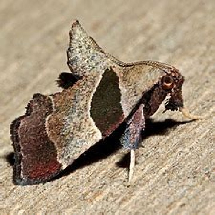 Moth Photographers Group – Tosale oviplagalis – 5556
