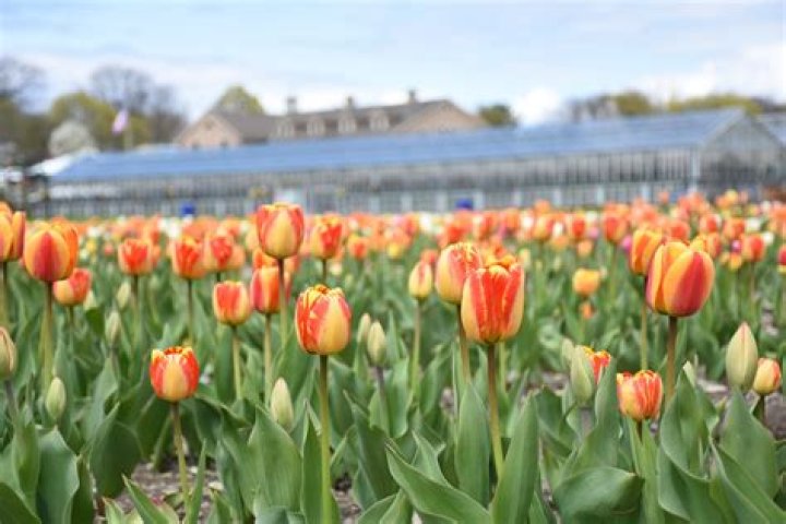Pick Your Own Tulips | Macaroni KID South Shore Boston
