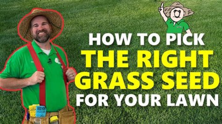 The Ultimate Guide to Choosing the Right Grass Seed for Your Lawn Patch