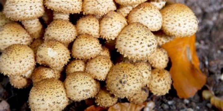 Understanding the Cryptic Role Fungi Play in Ecosystems